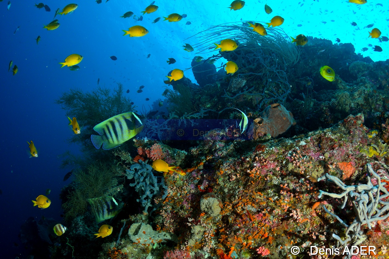Pomacanthus sexstriatus Chaetodon bennetti Ambiance-Moga Island Inner pinacle-21m-20180530-Denis-ADER-DSC_2164_tn.jpg